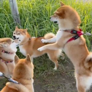 ハルくん、ファミリーに会えたね。柴犬子犬ハルのワンダフルライフ