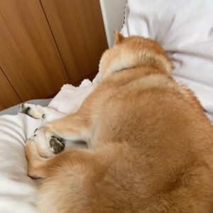 ハルくん、隣にいるね。柴犬子犬ハルのワンダフルライフ