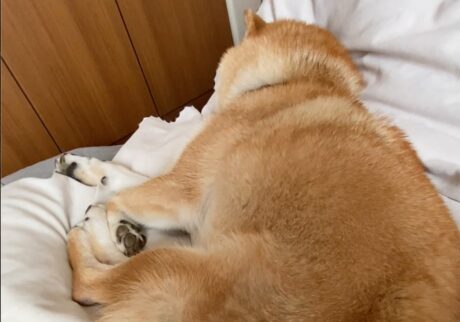 ハルくん、隣にいるね。柴犬子犬ハルのワンダフルライフ