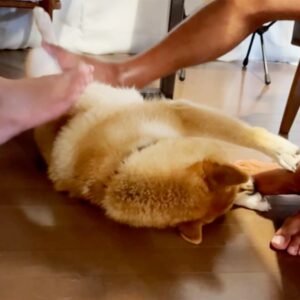 ハルくん、みんなで足蹴に。その2 柴犬子犬ハルのワンダフルライフ