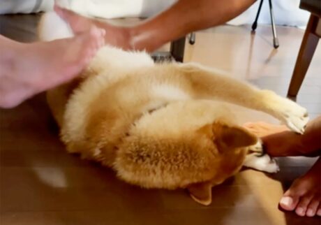 ハルくん、みんなで足蹴に。その2 柴犬子犬ハルのワンダフルライフ