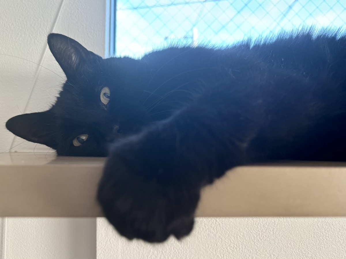 秋晴れの空の下でお昼寝中。【黒猫ギネスと茶トラのピムス。仲良し兄弟