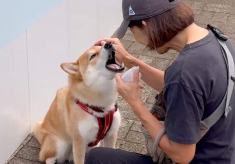 ハルくん、おやつおいしいね。 柴犬子犬ハルのワンダフルライフ