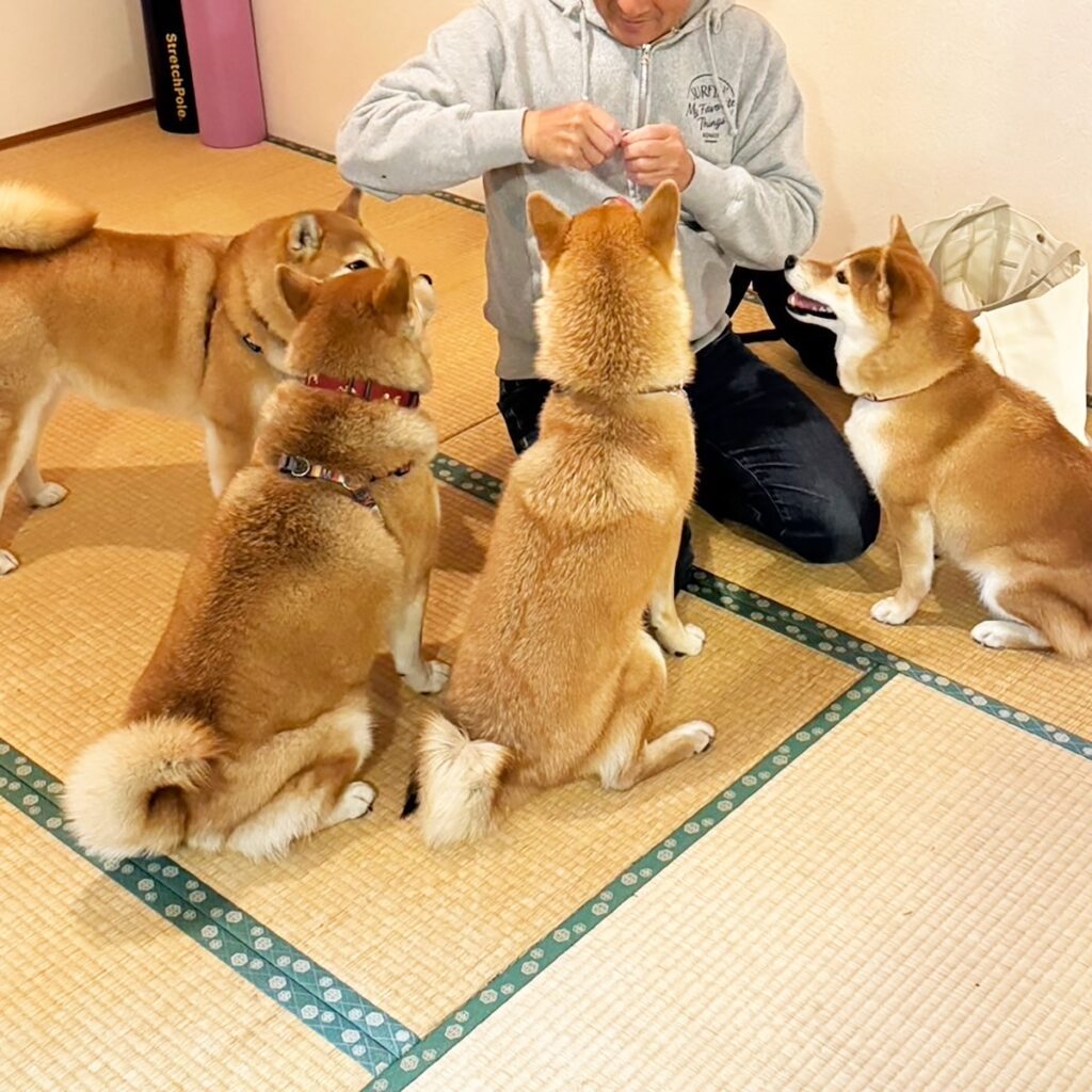 ハルくん、ファミリー新年会を堪能。柴犬子犬ハルのワンダフルライフ