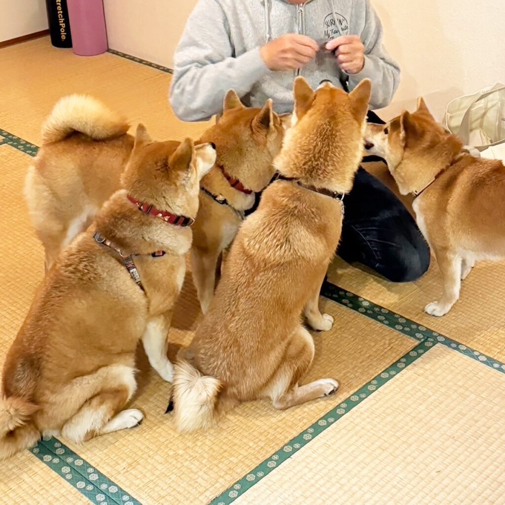 ハルくん、ファミリー新年会を堪能。柴犬子犬ハルのワンダフルライフ