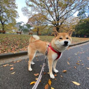 ハルくん、お散歩もいいけど。柴犬子犬ハルのワンダフルライフ