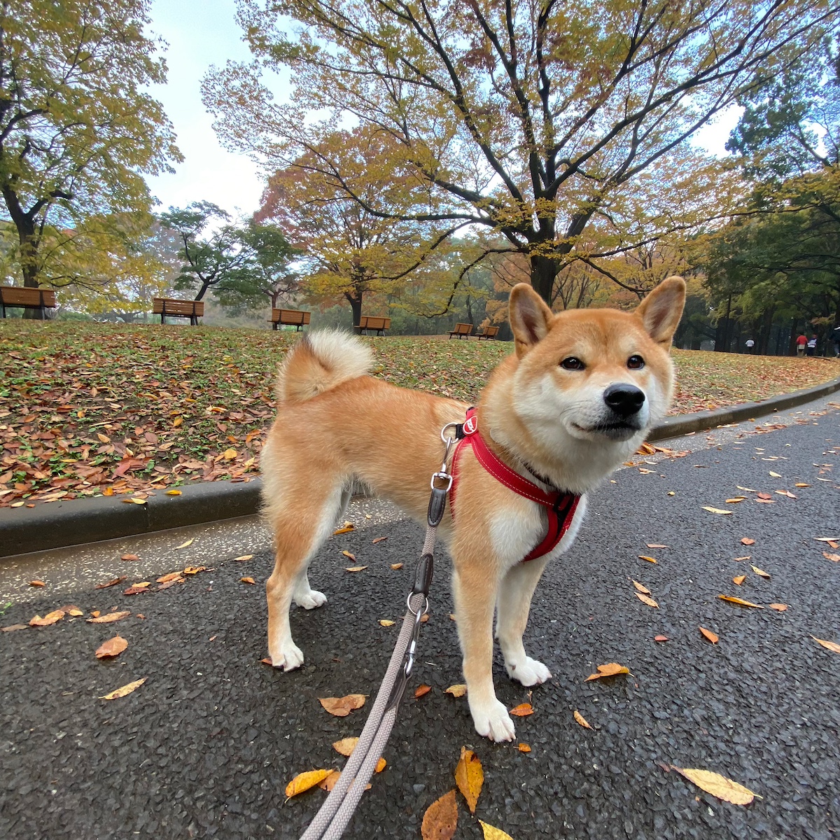 ハルくん、お散歩もいいけど。