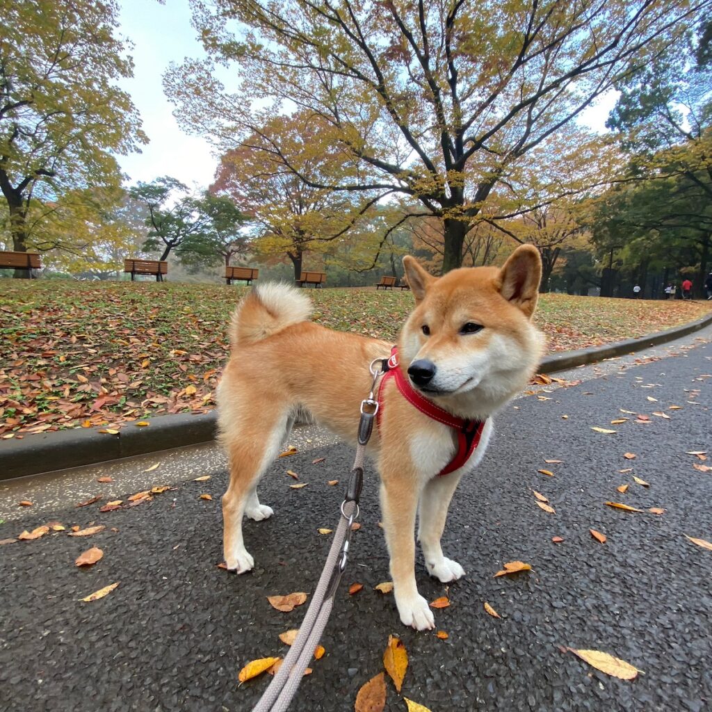 ハルくん、お散歩もいいけど。柴犬子犬ハルのワンダフルライフ