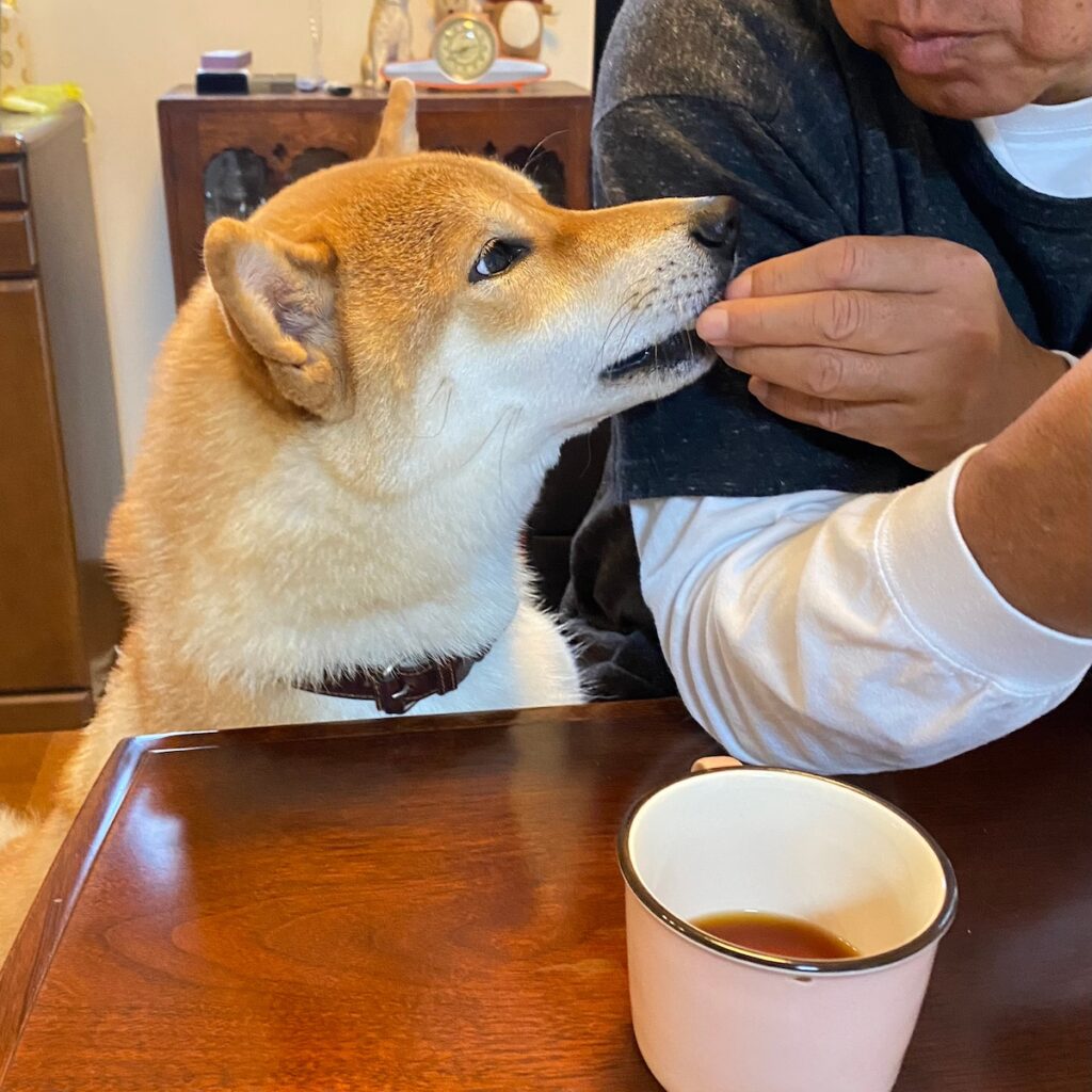 ハルくん、ひとくちもらえた！ 柴犬子犬ハルのワンダフルライフ