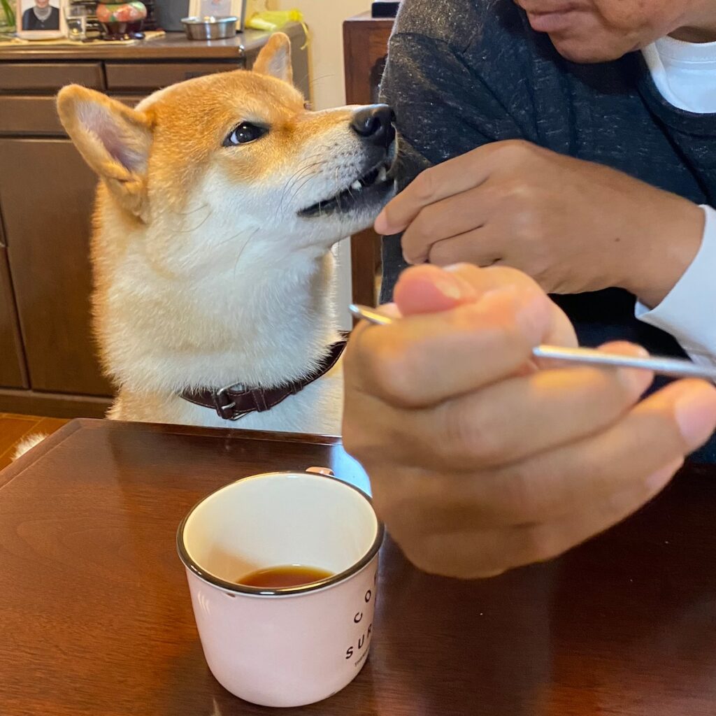 ハルくん、ひとくちもらえた！ 柴犬子犬ハルのワンダフルライフ