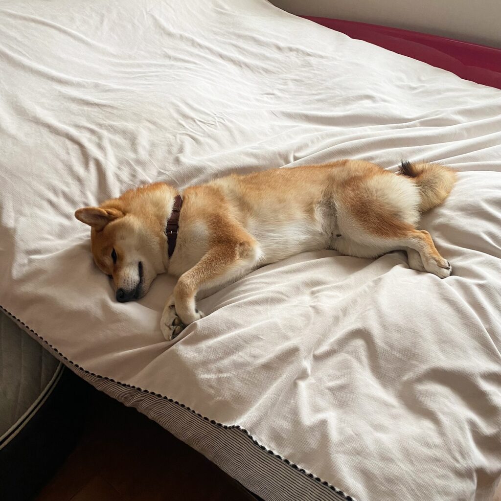 ハルくん、まだ眠いね。柴犬子犬ハルのワンダフルライフ