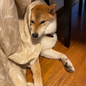 ハルくん、カーテンは被ります。柴犬子犬ハルのワンダフルライフ