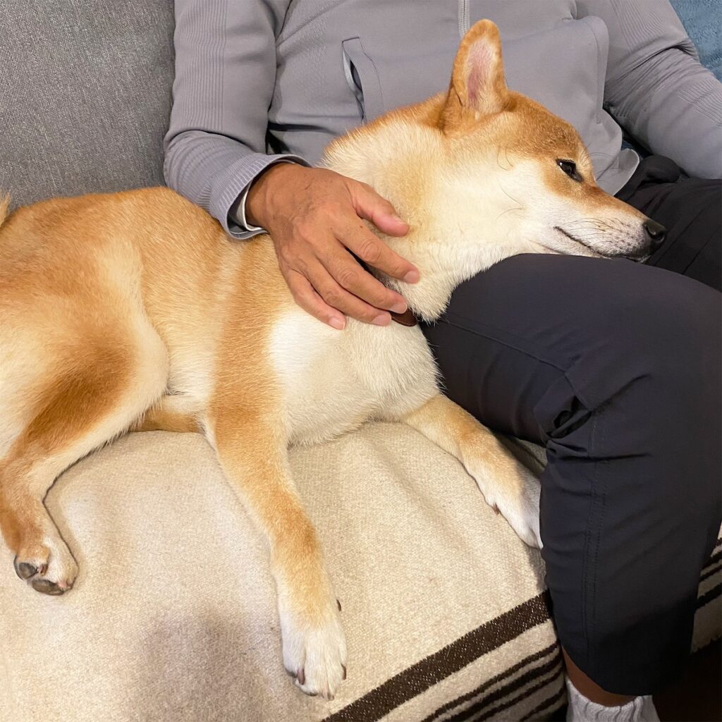 ハルくん、今年も暮れてゆきます。柴犬子犬ハルのワンダフルライフ