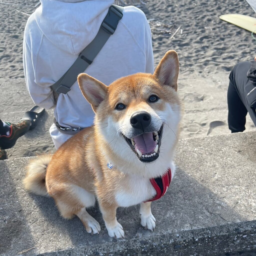 ハルくん、秋の海の日を満喫。柴犬子犬ハルのワンダフルライフ