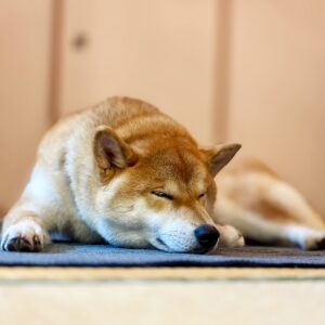 ハルくん、そばにいるよね確認。柴犬子犬ハルのワンダフルライフ