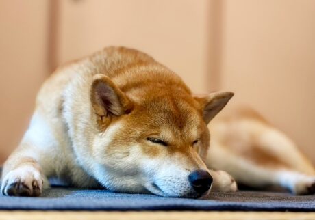 ハルくん、そばにいるよね確認。柴犬子犬ハルのワンダフルライフ