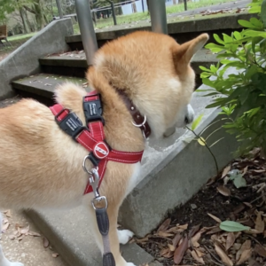 ハルくん、葉っぱむしゃむしゃ。柴犬子犬ハルのワンダフルライフ