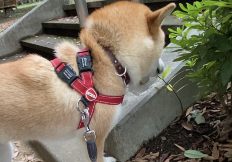 ハルくん、葉っぱむしゃむしゃ。柴犬子犬ハルのワンダフルライフ