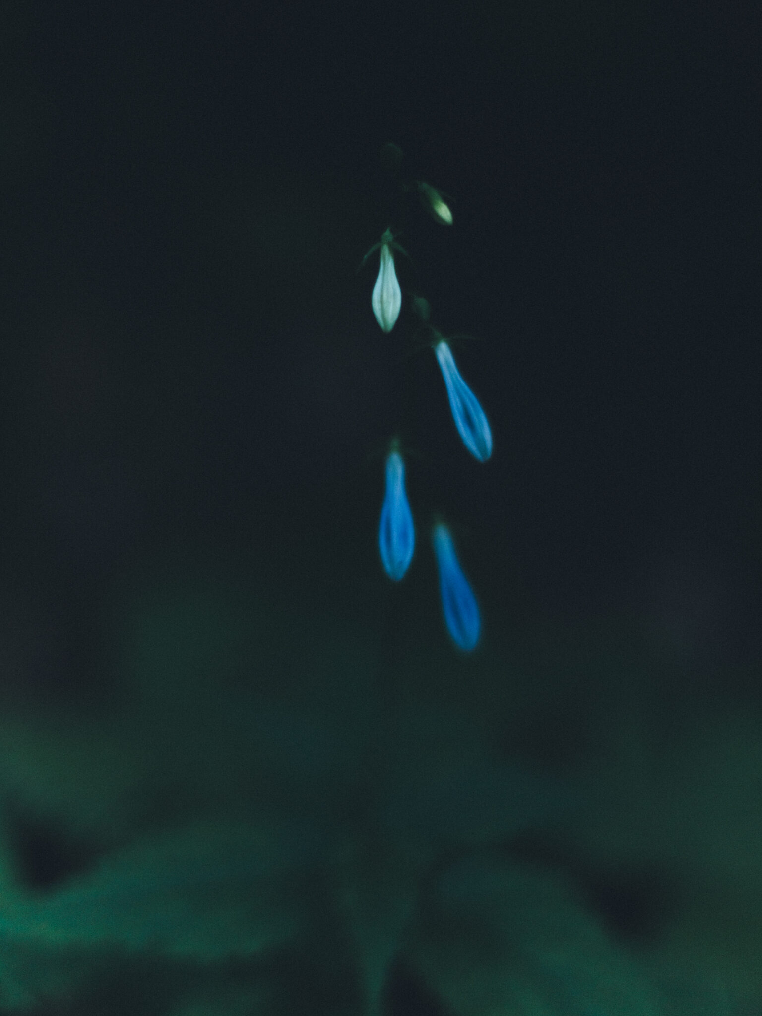 今月の写真家、今日の一枚。那須野 友暉 vol.1