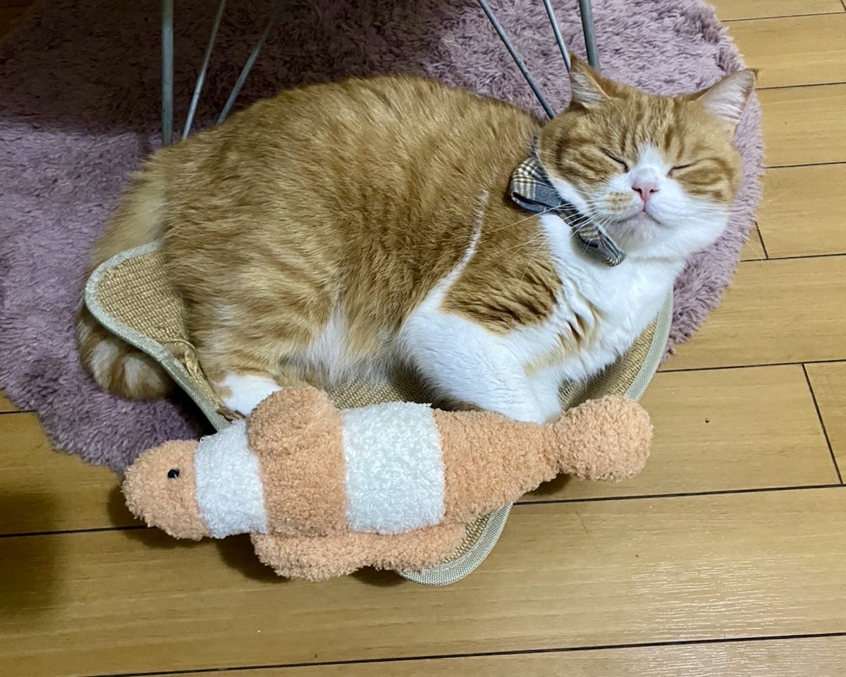 おやすみ中も離しません……。【とろろ、もふもふDays。vol.111