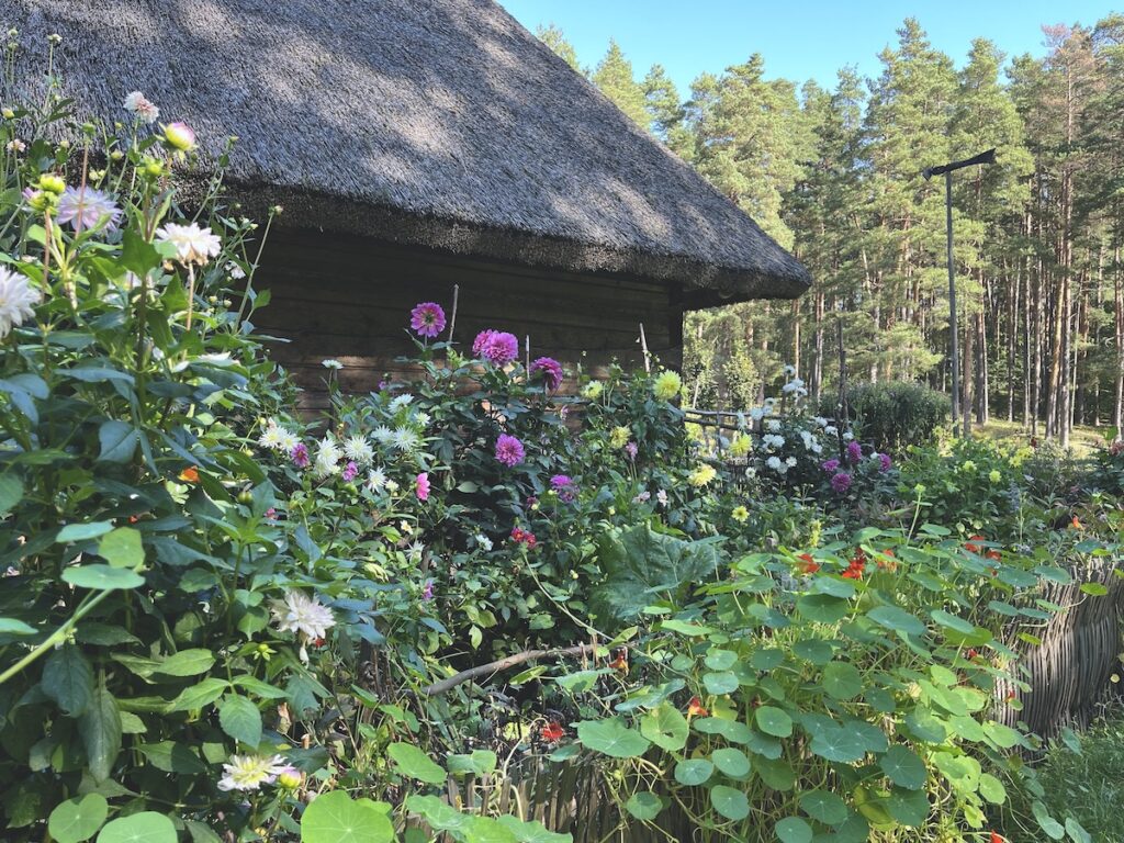 ラトビア民族野外博物館。伝統や歴史文化を知るための博物館だが、ゆっくり森を散策するのも楽しい。写真は9月のもの。春から初秋までは美しい花々も堪能できる。