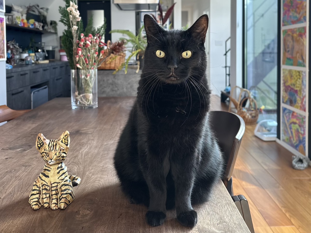 我が家の新入りをご紹介。【黒猫ギネスと茶トラのピムス。仲良し兄弟の