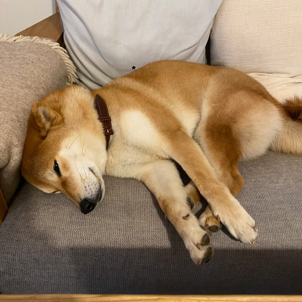 ハルくん、春は眠いね。柴犬子犬ハルのワンダフルライフ