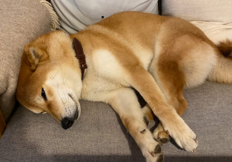 ハルくん、春は眠いね。柴犬子犬ハルのワンダフルライフ