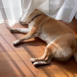 ハルくん、春の日差しを堪能中。柴犬子犬ハルのワンダフルライフ