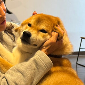 ハルくん、遊ばれてます。柴犬子犬ハルのワンダフルライフ