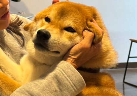 ハルくん、遊ばれてます。柴犬子犬ハルのワンダフルライフ