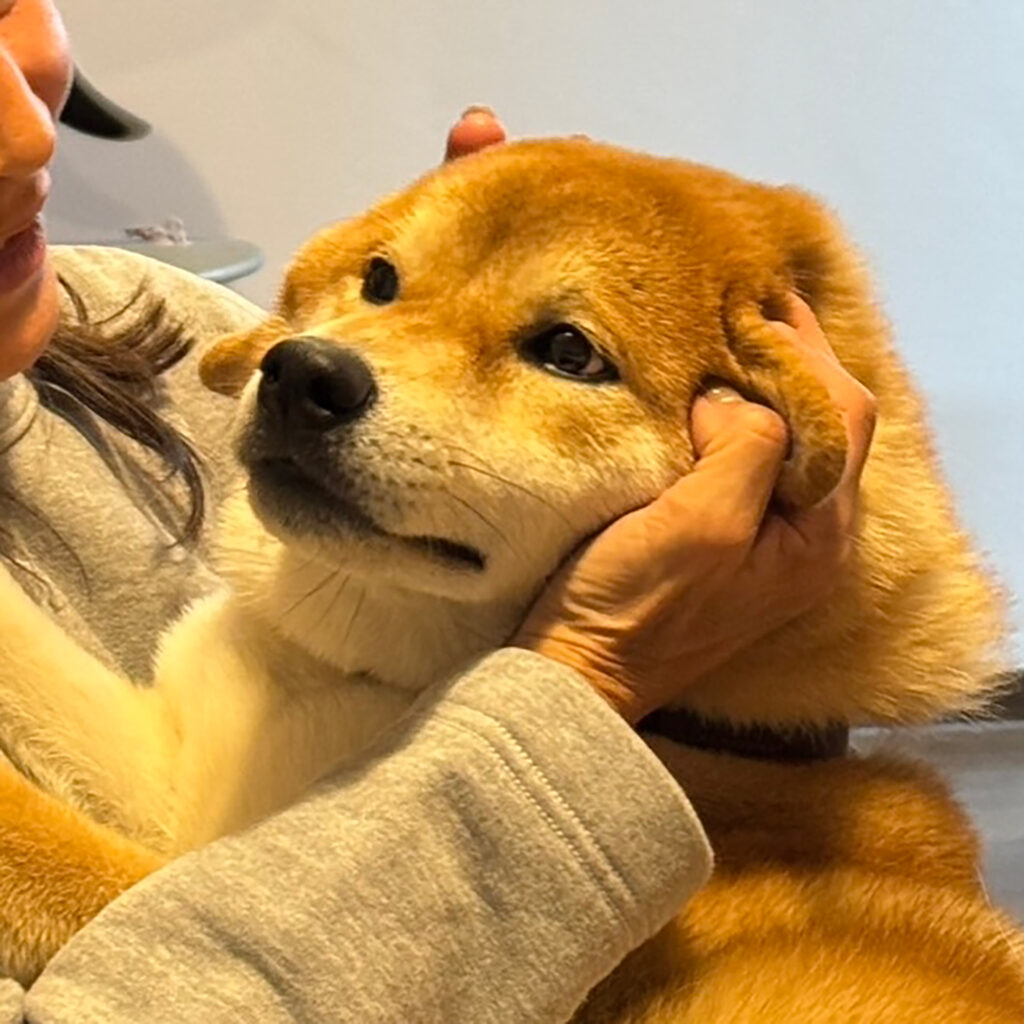 ハルくん、遊ばれてます。柴犬子犬ハルのワンダフルライフ