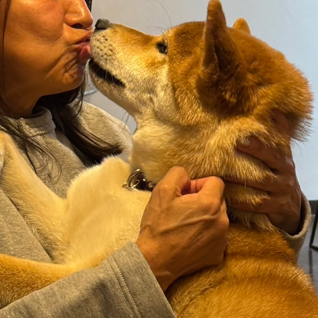 ハルくん、遊ばれてます。柴犬子犬ハルのワンダフルライフ