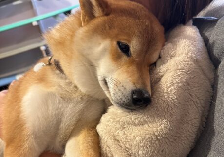 ハルくん、冬バテなぼく。柴犬子犬ハルのワンダフルライフ