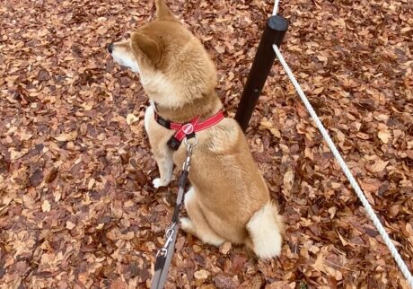 ハルくん、柴拒否中。柴犬子犬ハルのワンダフルライフ