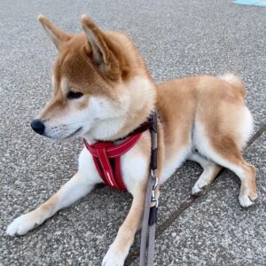 ハルくん、柴拒否中。柴犬子犬ハルのワンダフルライフ