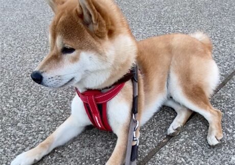 ハルくん、柴拒否中。柴犬子犬ハルのワンダフルライフ