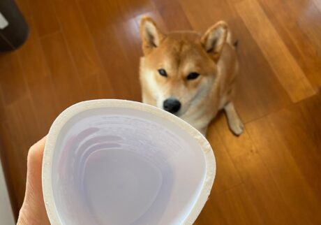 ハルくん、ヨーグルトに夢中。柴犬子犬ハルのワンダフルライフ