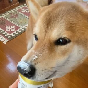 ハルくん、ヨーグルトに夢中。柴犬子犬ハルのワンダフルライフ