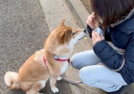 ハルくん、もぐもぐタイム。柴犬子犬ハルのワンダフルライフ