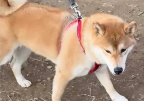 ハルくん、独特の歩きリズム。柴犬子犬ハルのワンダフルライフ