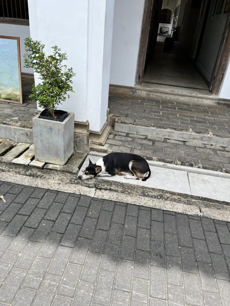 街中には犬がたくさんいます。犬も、地元の人も、お互い興味がなくて、でも存在は認知していて、心地いい距離感だなと思いました。