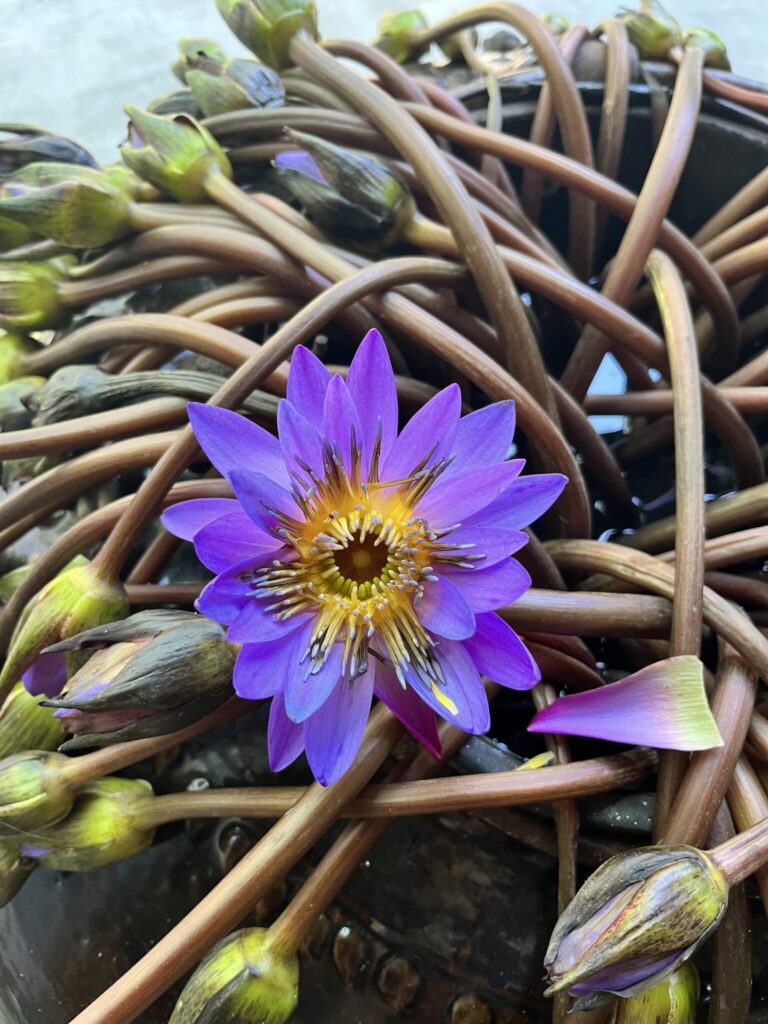 海の街ゴールで泊まったホテルにあった艶やかな花。前の日は咲いていなかったのに、翌朝綺麗に開花していました。