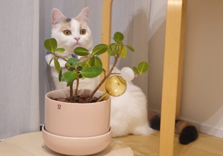 うまく隠れてるでしょ……？気まぐれそぼろの徒然Days。三毛猫