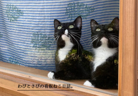 わびとさびの看板ねこ日誌。