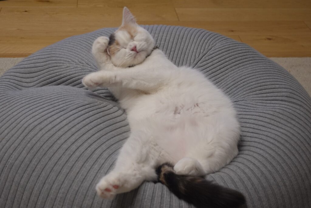 曇り……、【気まぐれそぼろの徒然Days。】三毛猫