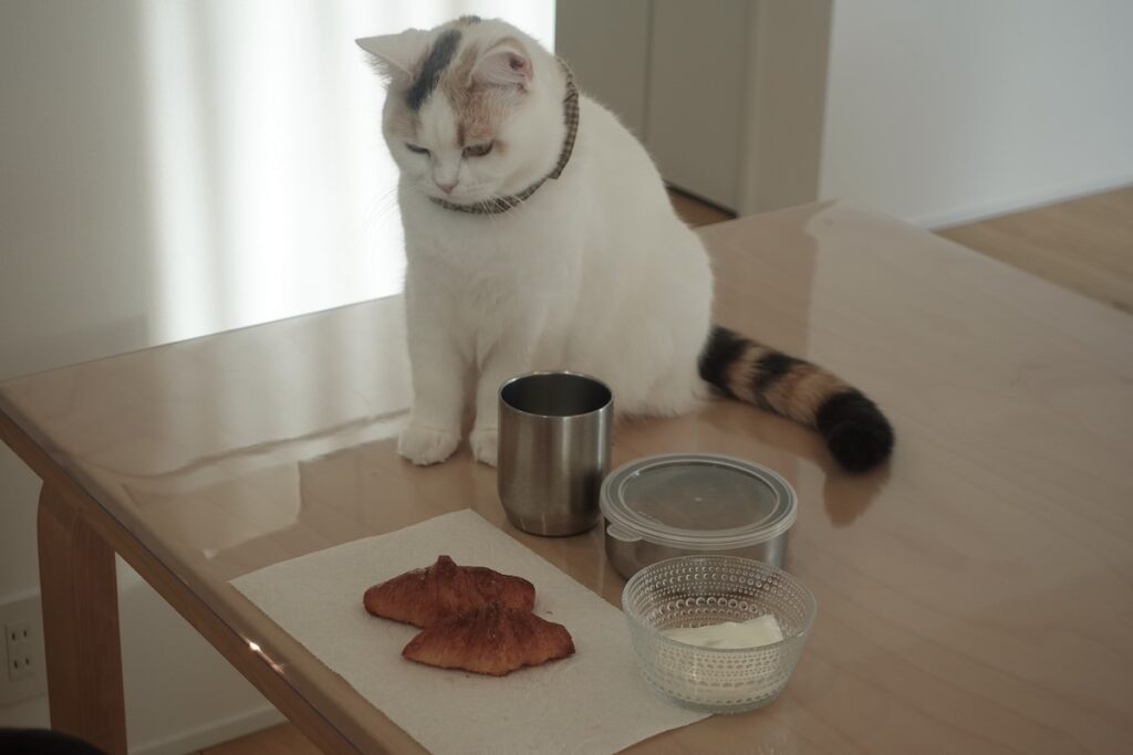 これはわたしの朝ごはんですか？ (飼い主「違います」) 【気まぐれそぼろの徒然Days。】三毛猫