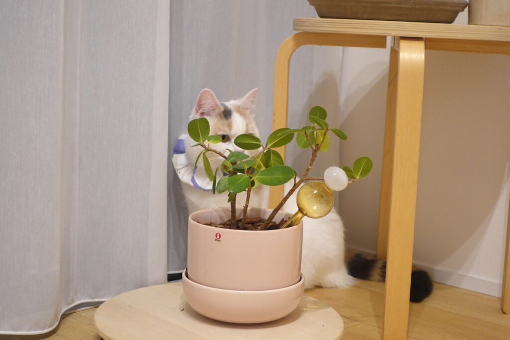 身を隠しているわたし。からだの模様が、いい感じに植物と同化してるでしょ。【気まぐれそぼろの徒然Days。】三毛猫