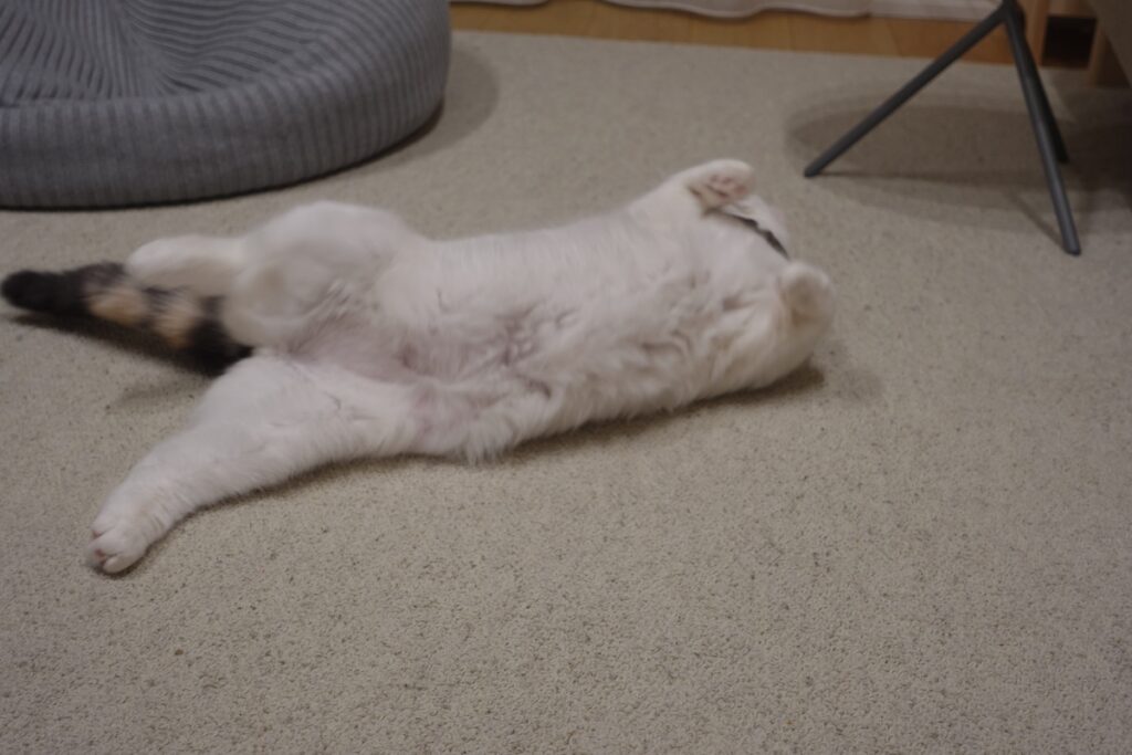 こうやって……コロン。【気まぐれそぼろの徒然Days。】三毛猫