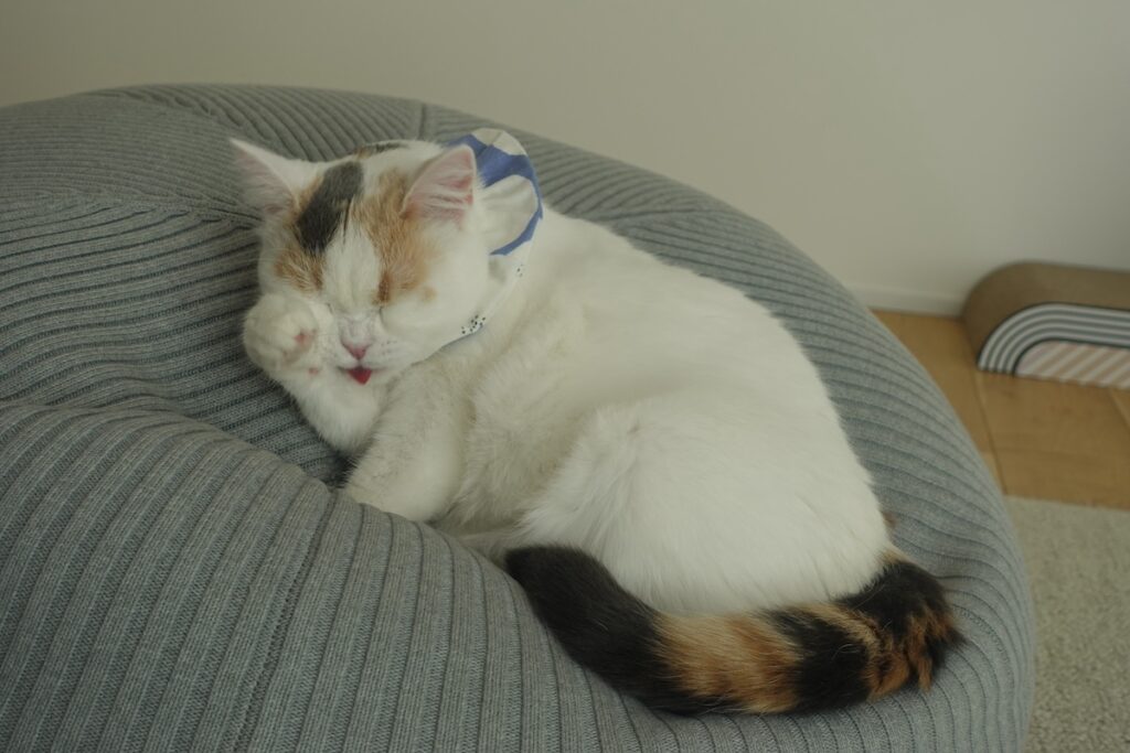 今日は何の日？ お父さん、忘れてないよね？【気まぐれそぼろの徒然Days。】三毛猫